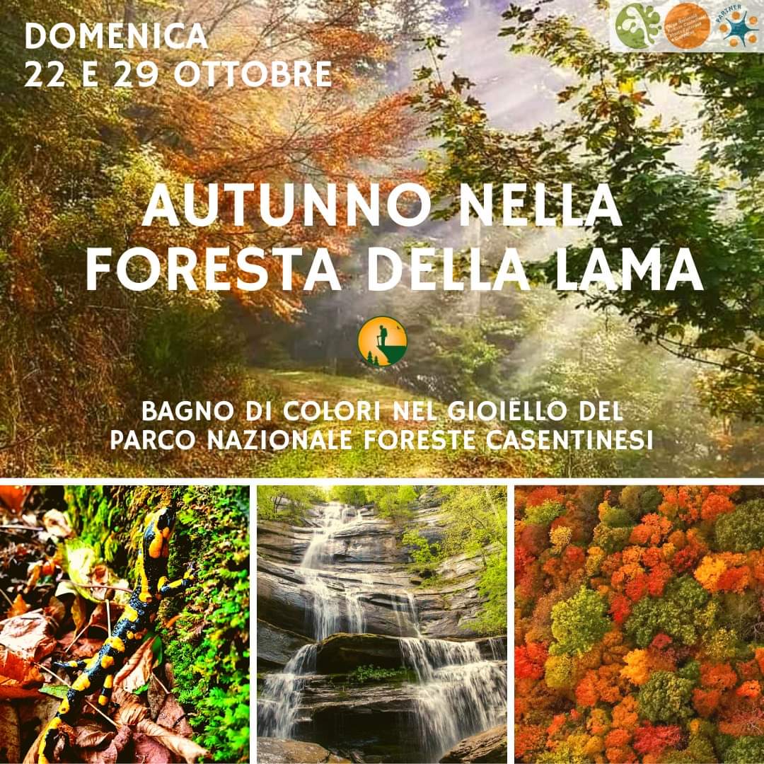 22 Ottobre - Autunno nella Foresta della Lama: Bagno di colori nel gioiello del Parco 22 Ottobre - Autunno nella Foresta della Lama: Bagno di colori nel gioiello del Parco