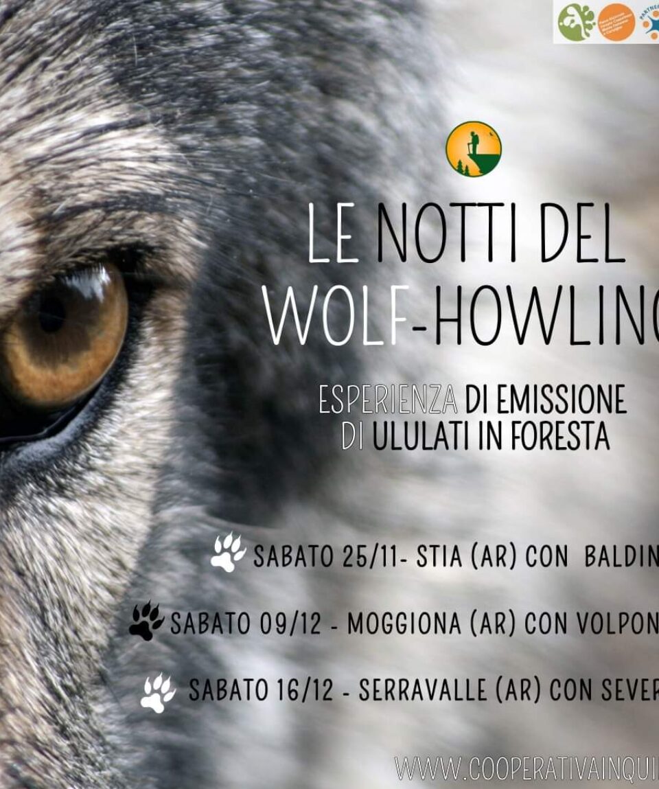 le-notti-del-lupo-casentino