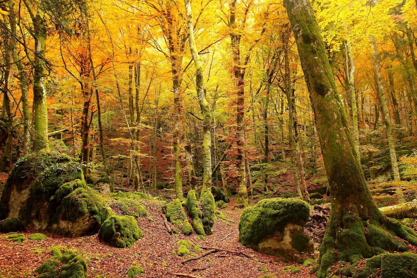 19 Ottobre - Bagno di colori nel Bosco delle Fate 19 Ottobre - Bagno di colori nel Bosco delle Fate