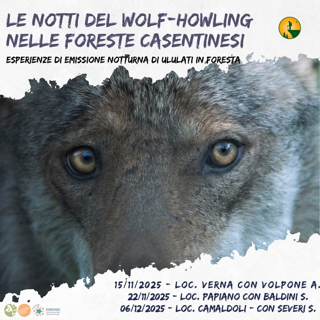 22 Novembre - Le notti del Wolf-Howling nelle Foreste Casentinesi 22 Novembre - Le notti del Wolf-Howling nelle Foreste Casentinesi