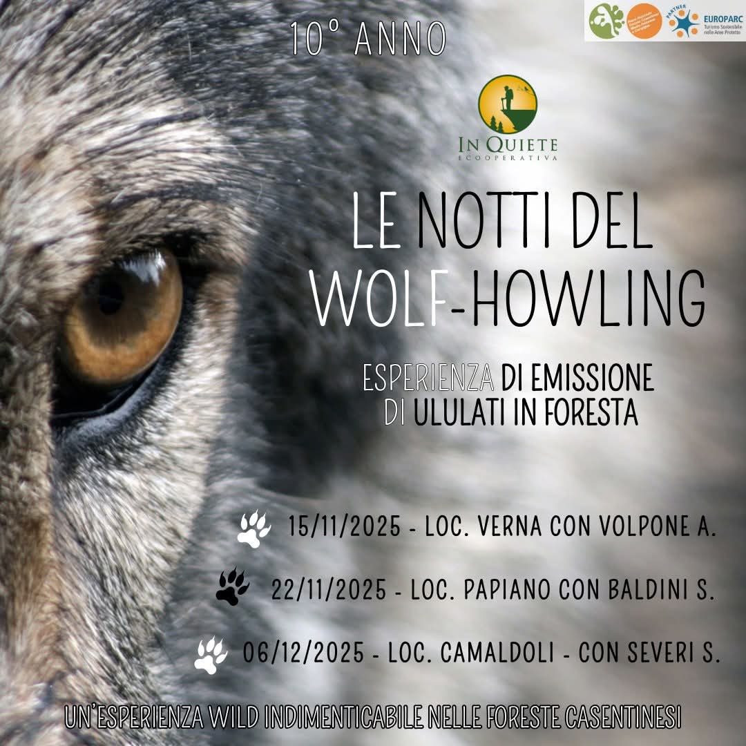 6 Dicembre - Le notti del Wolf-Howling nelle Foreste Casentinesi 6 Dicembre - Le notti del Wolf-Howling nelle Foreste Casentinesi
