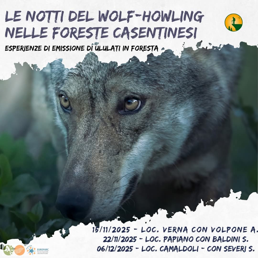 15 Novembre - Le notti del Wolf-Howling nelle Foreste Casentinesi 15 Novembre - Le notti del Wolf-Howling nelle Foreste Casentinesi